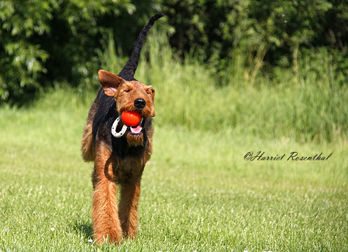 Airedale Terrier Dee Juniper von Erikson - Bilder 